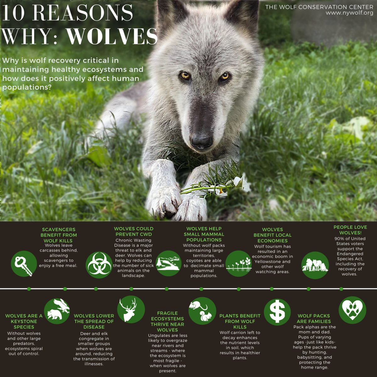 nywolforg's tweet photo. Ten reasons to protect wolves 🐺
#RelistWolves https://t.co/KoY42o7pjE