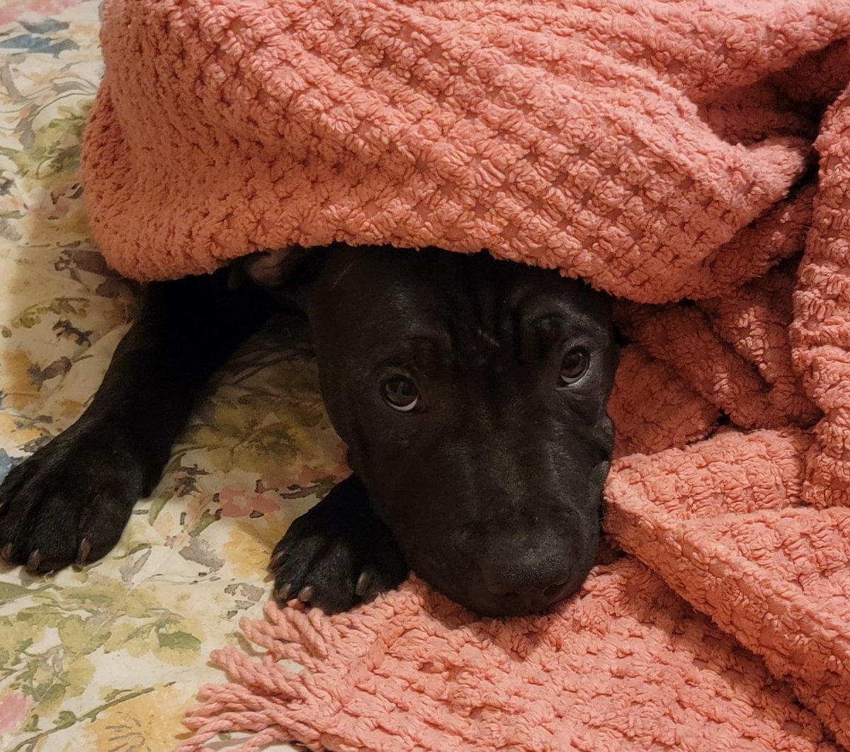 ThatGirlFinley's tweet photo. You've seen #CatsAgainstTransphobia but now it's time for #DogsAgainstTransphobia
Cassius says no to hate and no to transphobia. He's a good, cozy puppy ☺️
#SayNoToHate #SayNoToTransphobia https://t.co/jbWApBHOFP