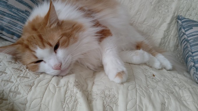 #ノルウェージャンフォレストキャット
#猫の居る暮らし
#ネコチャン来て欲しい
#ネコチャンカワイイ 