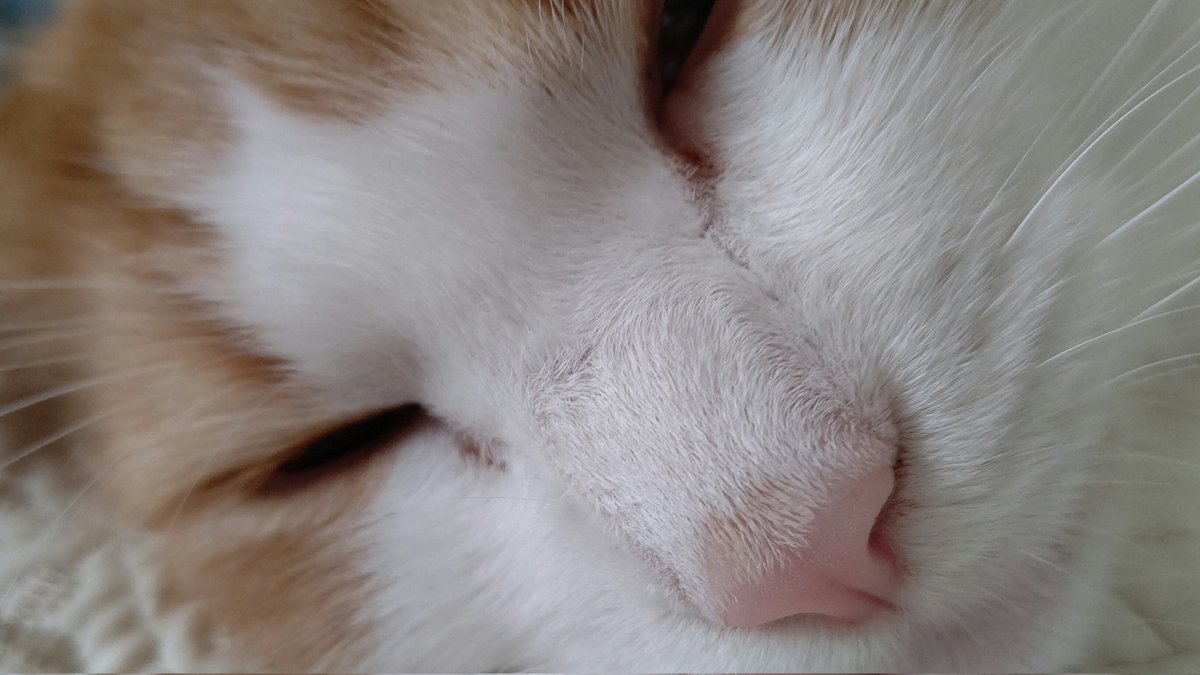 #ノルウェージャンフォレストキャット
#猫の居る暮らし
#ネコチャン来て欲しい
#ネコチャンカワイイ 