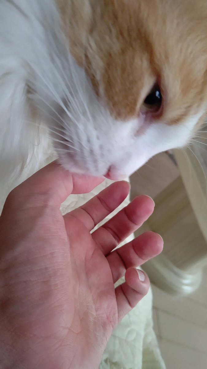 #ノルウェージャンフォレストキャット
#猫の居る暮らし
#ネコチャン来て欲しい
#ネコチャンカワイイ 