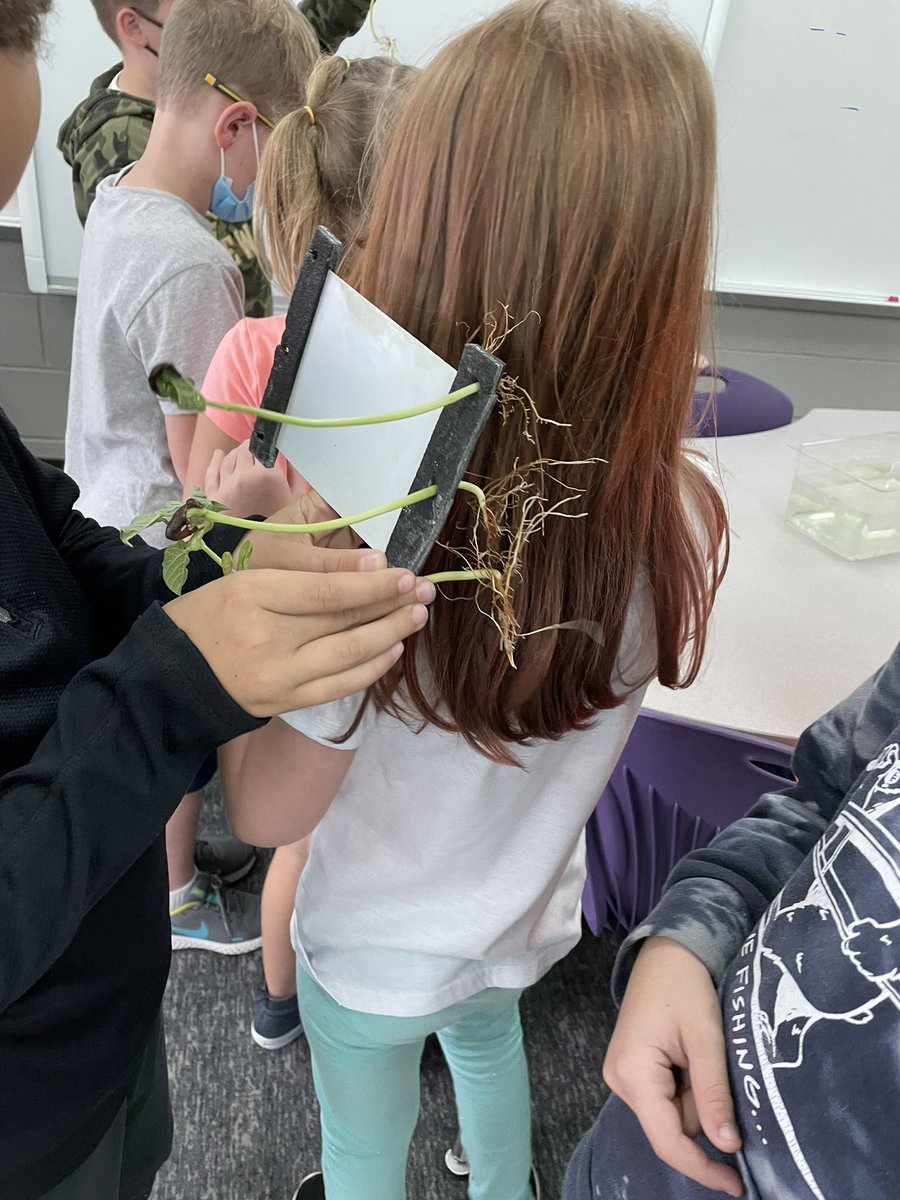 msbrownwes3's tweet photo. What an exciting day in Science! Transferring seedlings to the hydroponics containers and the crayfish arrived! 🌱🦞 #WeStandTogether #becomebelongNYCSD #inspireWES #reCONNECTNYCSD @WESpolarbears https://t.co/SqWNbh9JVG