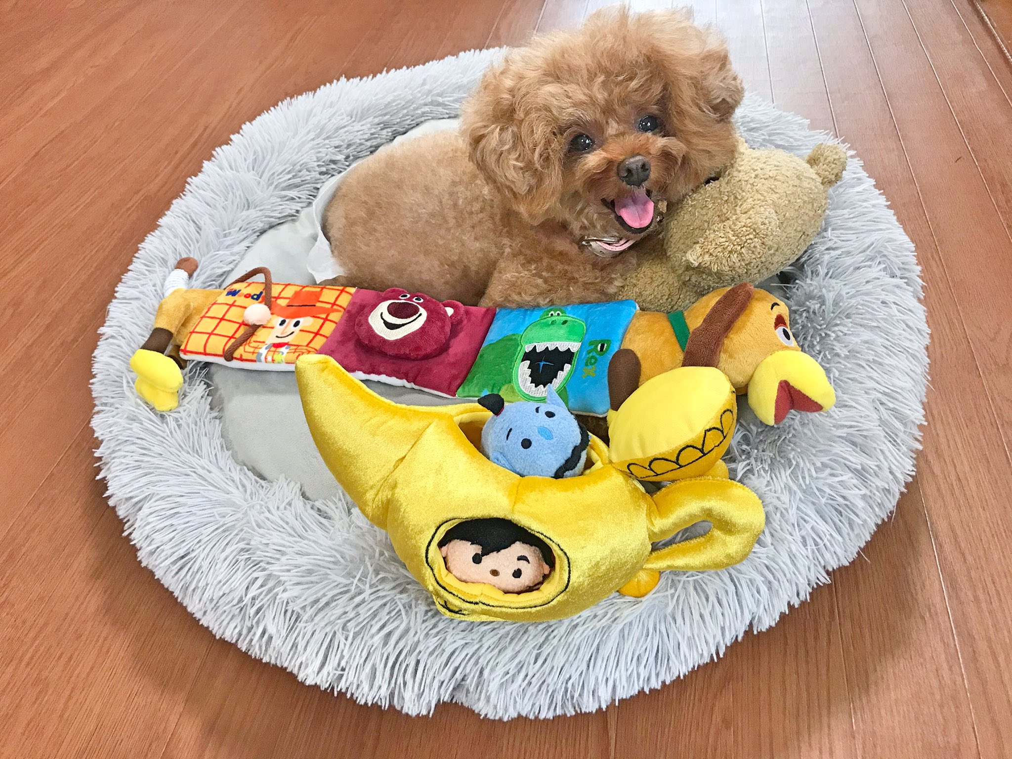 トイプードル まろん ディズニー公式の犬のおもちゃ トイストーリーの絵本とアラジンのランプ どっちも可愛くてディズニーに行きたくなってしまう トイプードル のマロンのお気に入り トイプードル マロン ディズニー公式 犬のおもちゃ