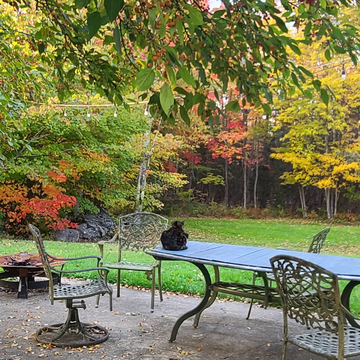SndrCksn's tweet photo. Leaves are at peak color right now in Maine. #fallcolors #MaineFoliage #beoutdoors https://t.co/9eqHREI135