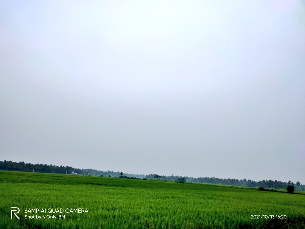 ImBibhuduttaIND's tweet photo. #ଶସ୍ଯକ୍ଷେତ୍ର #ଗାଁମାଟି
#Photography #RealMe_XT
ପବିତ୍ର ଶାରଦୀୟ ପାର୍ବଣରେ🙏 ପ୍ରକୃତିମା'ର ଅପୂର୍ବ ଶୋଭାରାଜି। ଆମ ଗାଁର ସବୁଜ ଶସ୍ଯକ୍ଷେତ୍ର🥰
The Beauty✨😍 Of Nature During The Divine Occasion Of #SharadiyaDurgaPuja (AutumnFestival) & The Green Fields Of Our Village🥰 https://t.co/2QIPr2nRdX