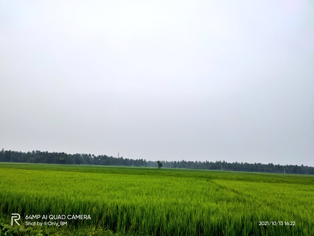 ImBibhuduttaIND's tweet photo. #ଶସ୍ଯକ୍ଷେତ୍ର #ଗାଁମାଟି
#Photography #RealMe_XT
ପବିତ୍ର ଶାରଦୀୟ ପାର୍ବଣରେ🙏 ପ୍ରକୃତିମା'ର ଅପୂର୍ବ ଶୋଭାରାଜି। ଆମ ଗାଁର ସବୁଜ ଶସ୍ଯକ୍ଷେତ୍ର🥰
The Beauty✨😍 Of Nature During The Divine Occasion Of #SharadiyaDurgaPuja (AutumnFestival) & The Green Fields Of Our Village🥰 https://t.co/2QIPr2nRdX