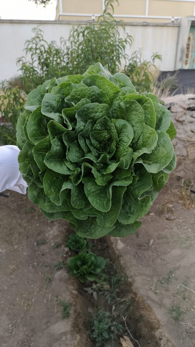abhagarden1's tweet photo. دائما نشوف #الخس بأحجام كبيرة في بعض الحسابات الزراعية الاجنبية ..مافيه شي ممكن ينجح عندهم وماينجح عندنا الفرق فقط في وقت الزراعة والاهتمام بالنبتة من البذرة حتى  الانتاج وذلك بالري والتسميد والتربه الي هي الاساس هذي الجميلة من مزرعتنا 😍#ابها https://t.co/AvfPa4ePN8