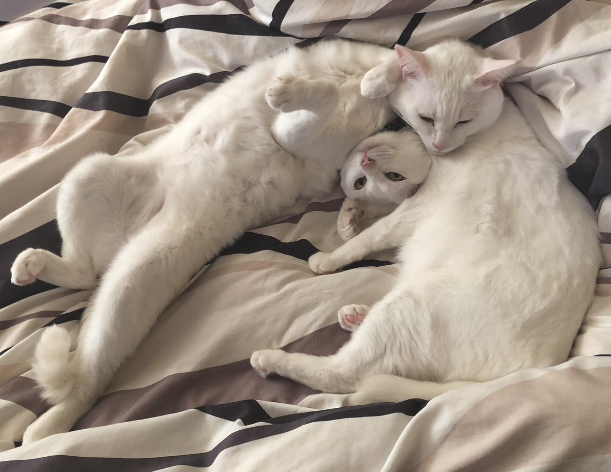14:50
37.1
アイスとお菓子ちょっと食べて薬飲んだ。軽い頭痛。猫に布団取られた。 