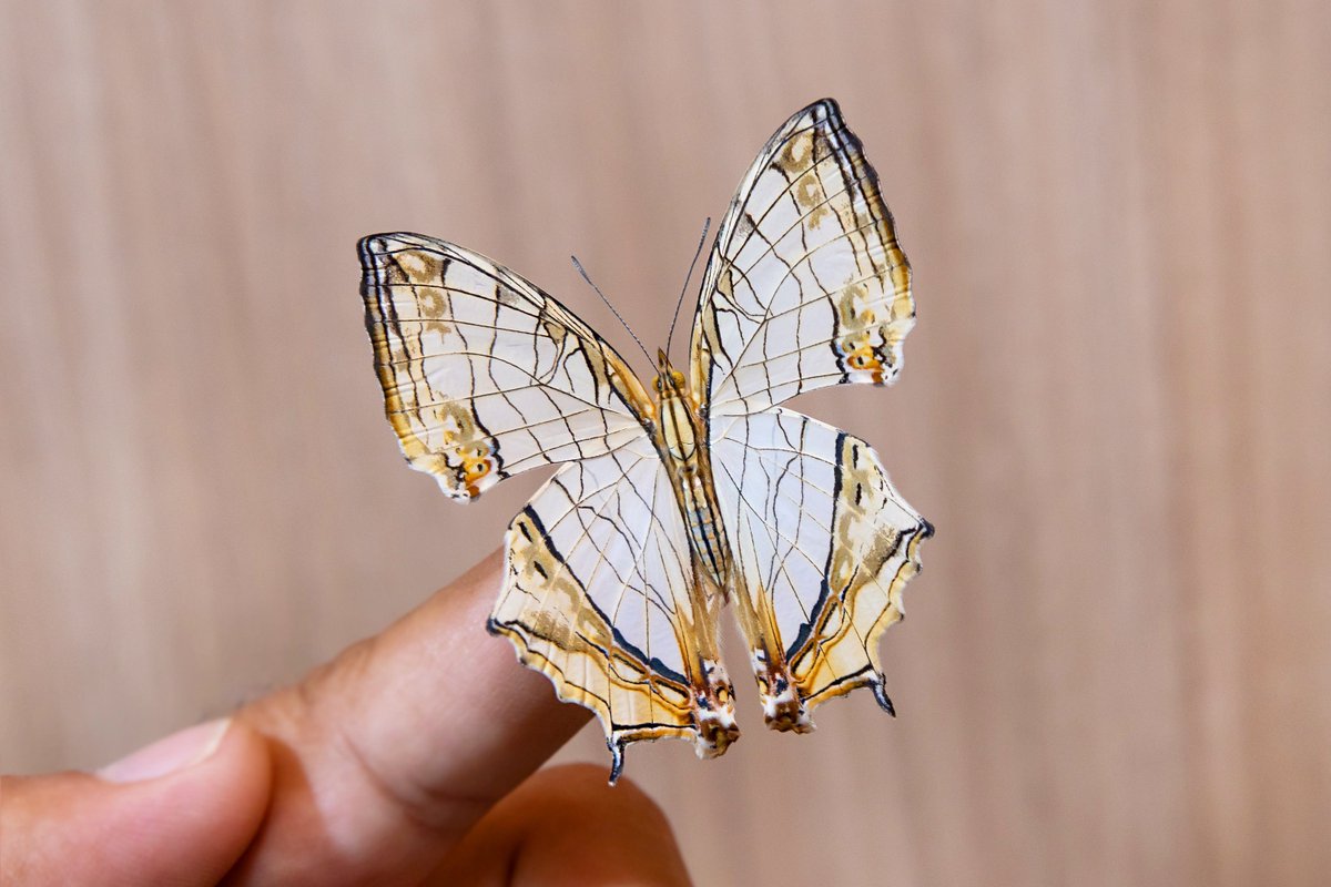 Top Tweets For 羽化 Twstalker