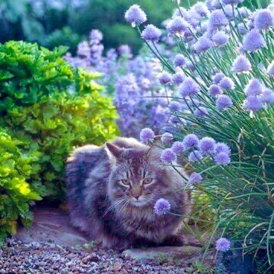 Кошка сад. Кот и кошка в саду. Кошачий сад. Кошка сад. Кот на природе.