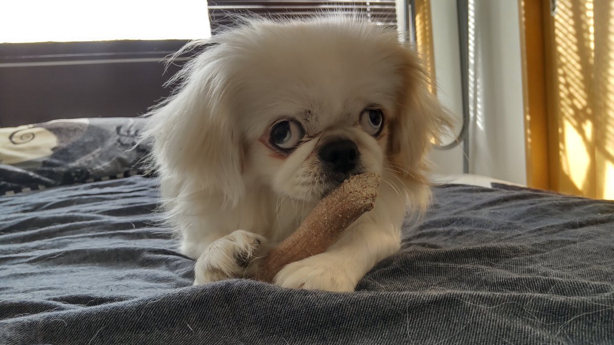 斜視 Lang Ja بحث في تويتر