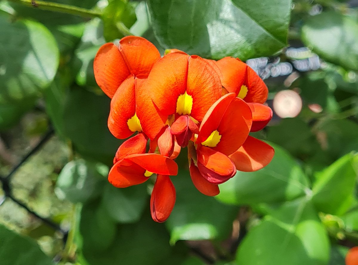 StuartWilliams_'s tweet image. Kennedia lateritia (Augusta kennedia), a vigorous climber from the south-west of Western Australia [= Kennedia macrophylla (Meisn.) Benth. nom. illeg.] #Fabaceae #ozplants