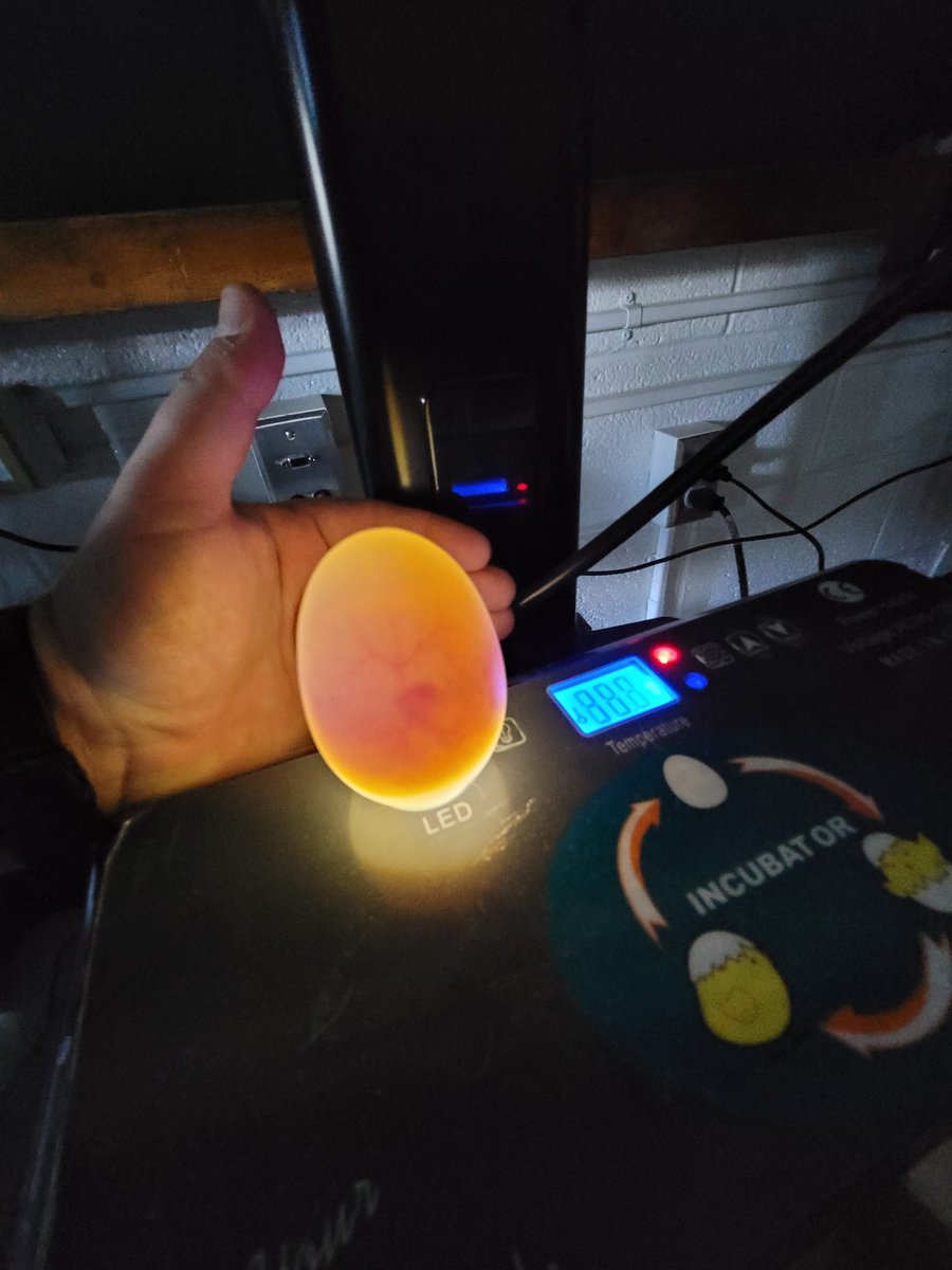 HonadelSean's tweet photo. Incubating duck eggs in third grade. Look at this beautiful duck being formed!!! #science @MedoraElem #best3rdgradeteam https://t.co/HuhUcYP4dR