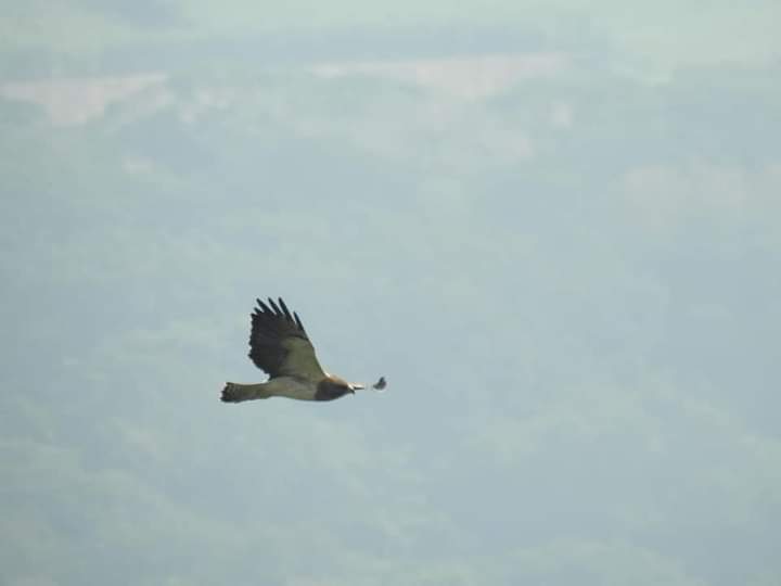Pronatura_Ver's tweet photo. Te compartimos foto del Aguililla de Swainsoni, desde el Mirador de Rancho Ecoturístico Miramar-Viveros. Si aún no has ido a ver la migración de aves rapaces más grande de este planeta, aún estás a tiempo. #VeracruzRíodeRapaces  Informes 2961169168
#avesmigratorias https://t.co/Wzt5XSV0La