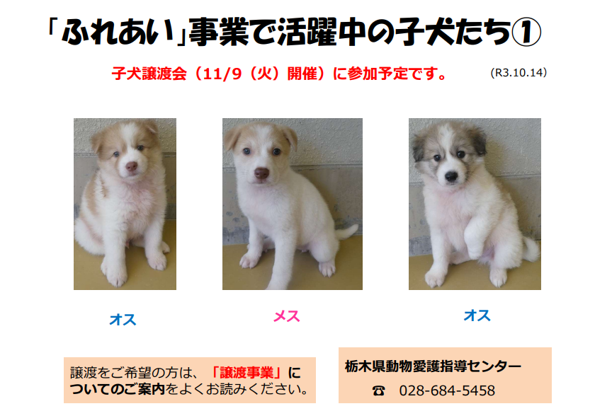 栃木県動物愛護指導センター Tochigi D A S C Twitter