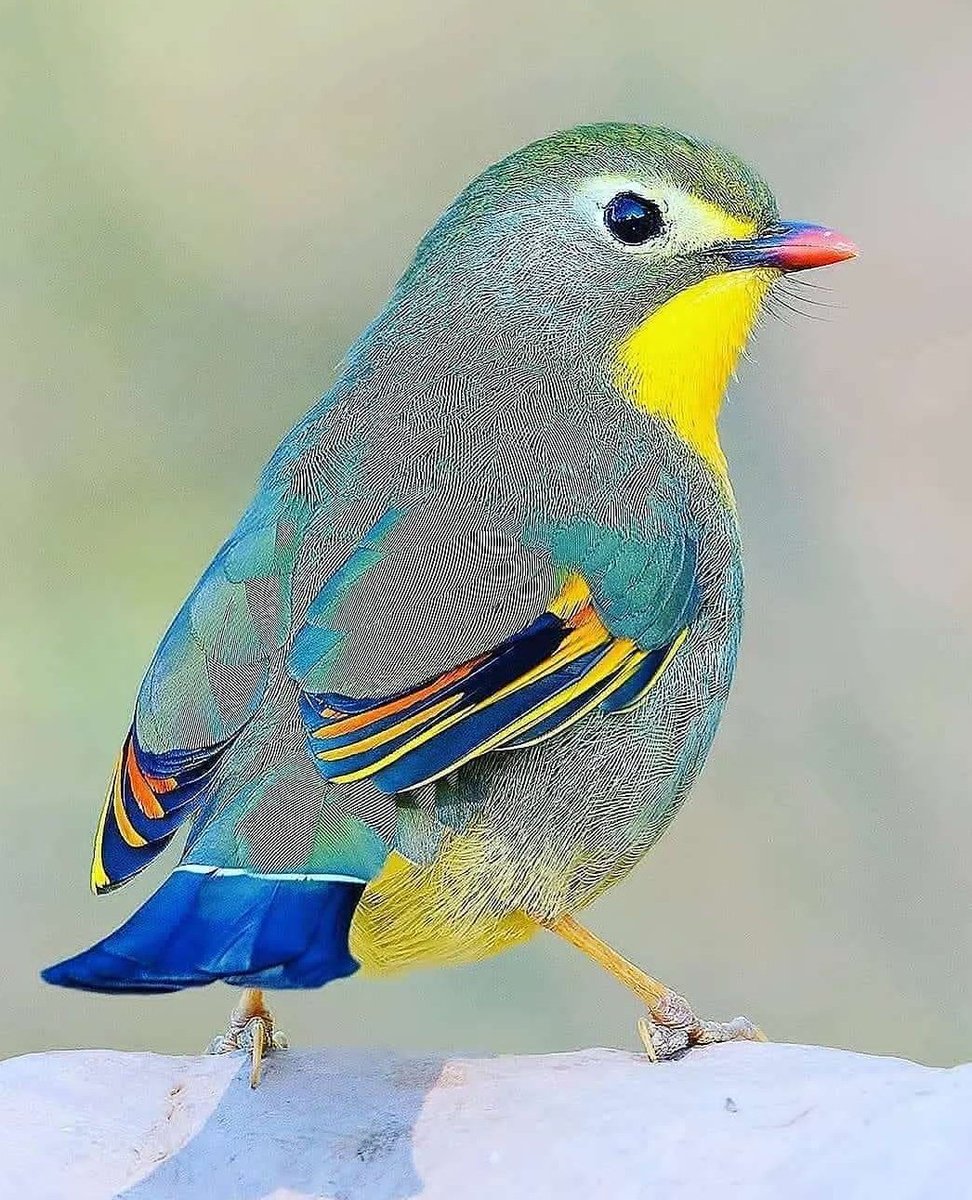 Colorful Red-billed leiothrix 💛💚💙🤎
#birds #nature #bird #birdwatching https://t.co/OQhsICH7TB