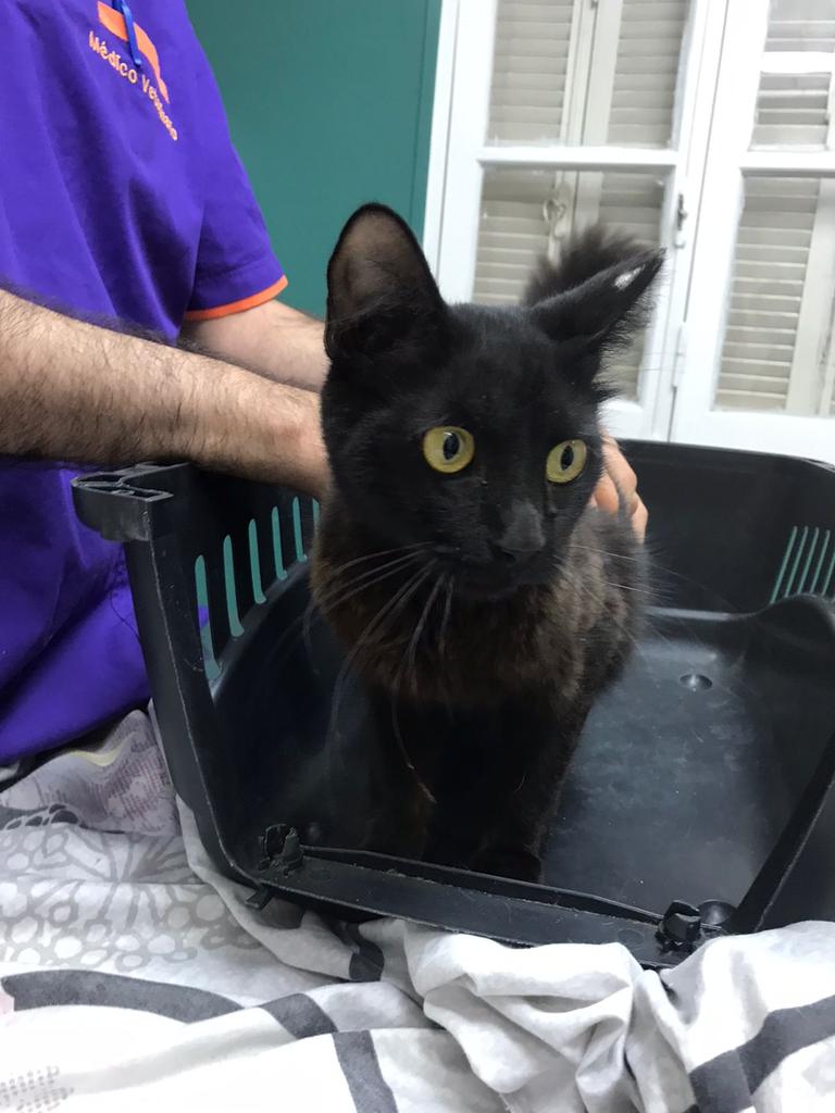 l_l_l_h_a_t_s's tweet photo. Encontramos esta gata en la zona del colegio boisdron, tiene entre 1 y 3 años, está castrada y es dócil parece tener dueñx. La encontramos tirada con bajos signos vitales y la llevamos a observación. Esta bien, la tengo yo, si alguien sabe de su dueñx me avisa. https://t.co/EeG0vXgIf8
