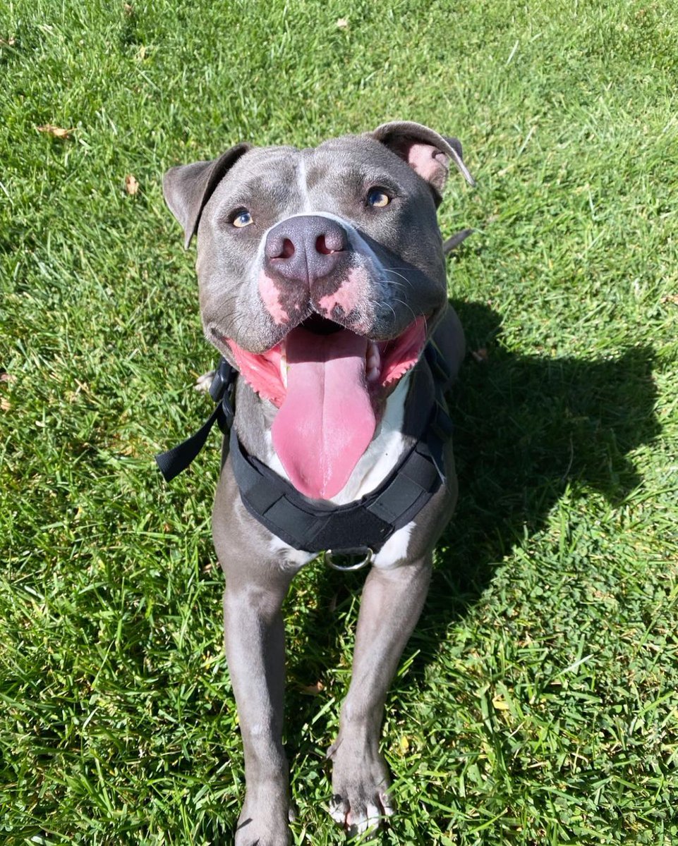 that smile 🤩🤩🐾 #pitbullsofinstagram #dogsofInstagram #dogs #puppy #puppylove #doglovers #doglife #puppys #bluenosepitbull #bluenose #bluenosepuppy #fortheloveofpets #pitbullbreed #pitbulldog #bluenosepits #dogsofinstagram #doglife #dogmom #dogoftheday #puppyeyes #pitbull