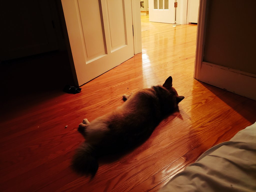 the way animals just lay wherever they want on the ground like this