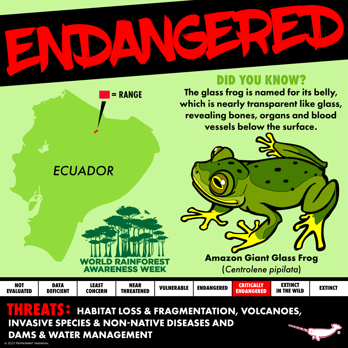 PepomintNarwhal's tweet photo. #Endangered #AmazonGiantGlassFrog
2022 Animal Calendar on Etsy https://t.co/48budCETnr
Shop #PeppermintNarwhal
Redbubble https://t.co/ISRfrTWwVu
TeePublic https://t.co/yNi4J9Tz7I
Zazzle https://t.co/NFmJJTiOHM
YouTube https://t.co/uKbf9WHgqP
#WorldRainforestAwarenessWeek https://t.co/btyETynMGd