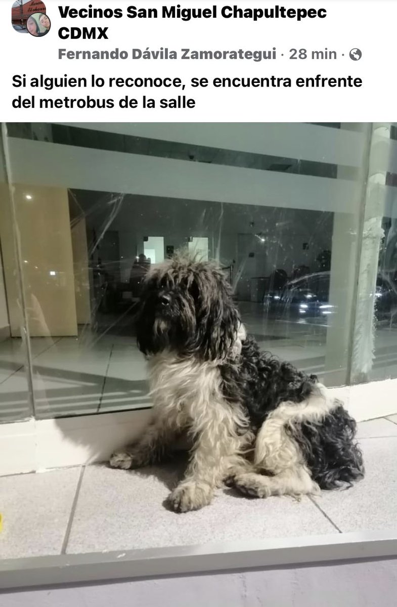 Justicia Animal 🐦🐾 tweet media