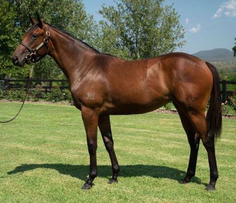 SMBloodstock's tweet photo. Couldn’t quite defend the title after Odeum last year but another purchase by @YulongInvestme1 sire Written Tycoon was very good in running 4th.
Literary Magnate was an SMB yearling buy with @mwracing3638 from the @TyreelStud draft at @inglis_sales Classic sale.
#topstallion👍 https://t.co/OsYA3gGZ05