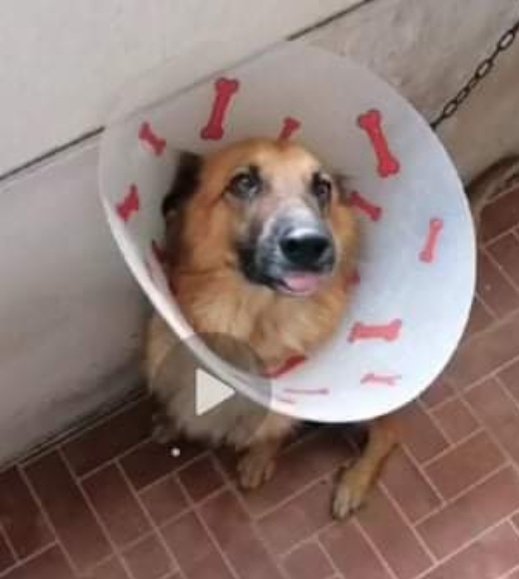 #PERDIDA #GUAYAQUIL 
Nombre: #NINA
Fecha: 13/10/21
Sector: Norte, Florida Norte, Pancho Jacome cerca a la perimetral
Sexo: Hembra.
Raza: Mestiza.
Obsv.: Pelaje negro con café.
Contacto: 0980793138
¡Ayúdala a volver con su familia!
#AlertaMePerdí