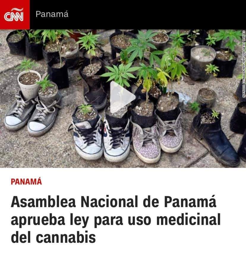 👽Ya es legal la #Mariguana en Panamá🔥🌿🚬