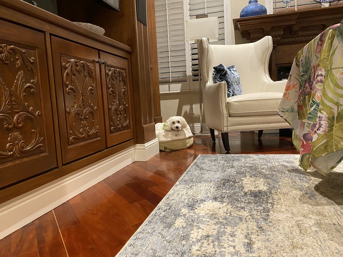 SirBailey2's tweet photo. Mommy here: Preparing for a party. Stages of Bailey’s boredom waiting for his nighttime walkie. #hegetsaround 🙄😂 #dogsoftwitter #pets Reporting for him: nighttime walkie was on time. 0 deer spotted. https://t.co/HmAYrIP8ru