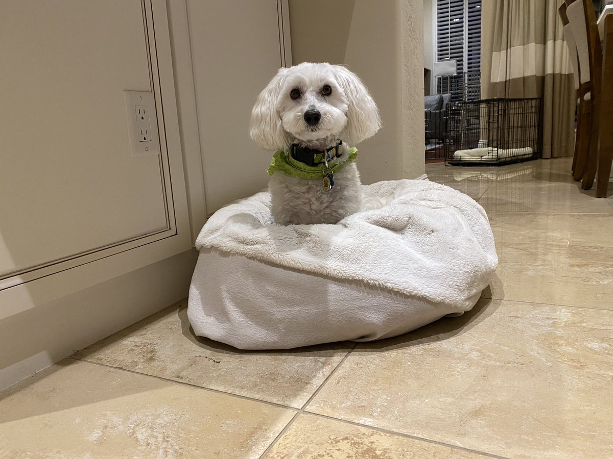SirBailey2's tweet photo. Mommy here: Preparing for a party. Stages of Bailey’s boredom waiting for his nighttime walkie. #hegetsaround 🙄😂 #dogsoftwitter #pets Reporting for him: nighttime walkie was on time. 0 deer spotted. https://t.co/HmAYrIP8ru