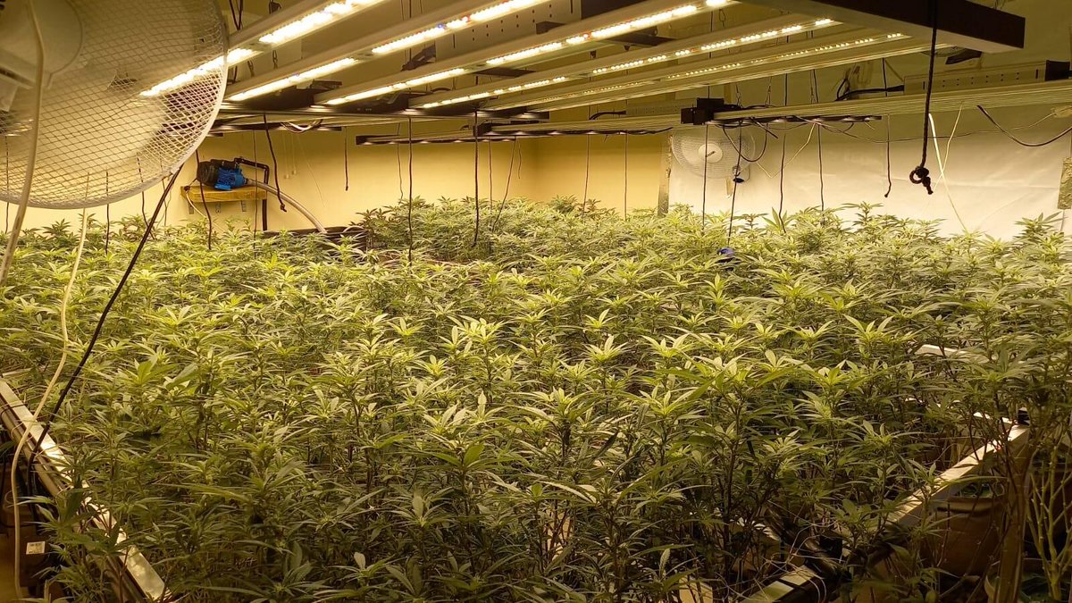 GeeklightC's tweet photo. Grow under Geekbeast Pro
https://t.co/g6e0iXGpR8
#geeklight #GeekBeast #geekbeastpro #geekbeast630 #ledgrow #ledgrown #ledgrowlights #ledgrowlight https://t.co/lPV2wtgcbN