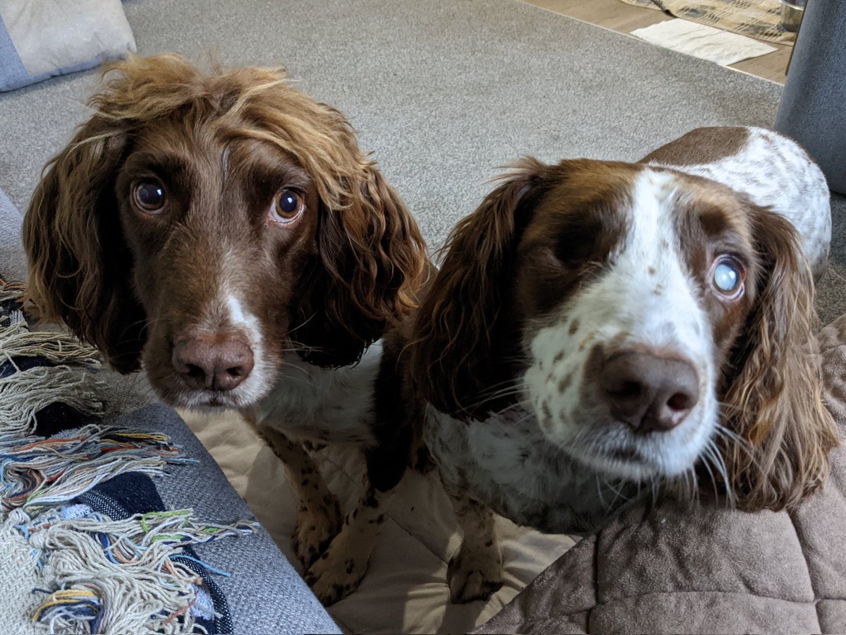 Hello friends, Max and Reggie here. Mom is eating TOAST, we're both hoping she'd like to share it with us! It's been ages since brekkie, at least 10 minutes! 🍞😵🐾
#dogsoftwitter #k9life