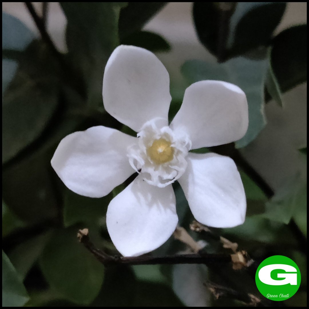 greenchats's tweet photo. Bhutan Mallika Flower
Arctic Snow Flower
#greenchats #gardening #terracegarden #bhutanmallika #arcticsnow #arcticsnowflower #bhutanmallikaflower #white #whiteflower #gardening #balconygarden #manyflowers #floral #beauty #flowerpower #flowermagic #whitebeauty #macro #raw_macro https://t.co/pLyg9qP5gM