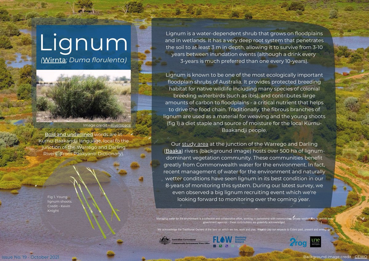 A little bit about lignum. 

Click the link for the PDF version with embedded links: bit.ly/3iWXQ3G