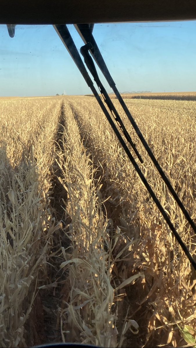 JonathanDansel's tweet photo. Nothing better than picking high yielding irrigated corn when it’s 15.8 mo. and standing like a rock with all the leaves on it still. #YieldGOLD #MicroMend #StripeOUTZn #NanoZyme #PivotBio @JGSeader https://t.co/WSIPB3bS95