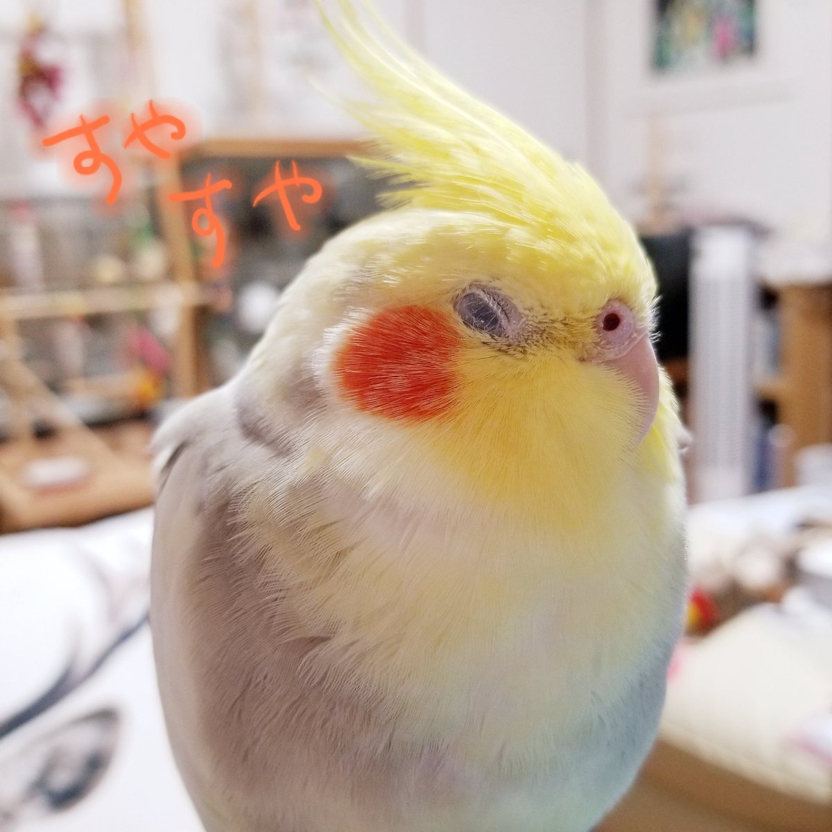 CAOLILA84890197's tweet photo. そして、皆様、
ロストしてしまった方を責めないで😢
保護して飼っている方を責めないで😢
ロストしてしまった方、
辛いと思うけど、
どのような不注意でロストしたのか情報の共有をしてくれると、
対策の参考になります🙇‍♀️

辛い思いをする鳥さん飼い主さん保護主さんが減りますように🥺

#StopLost https://t.co/xeRDB8PF6O