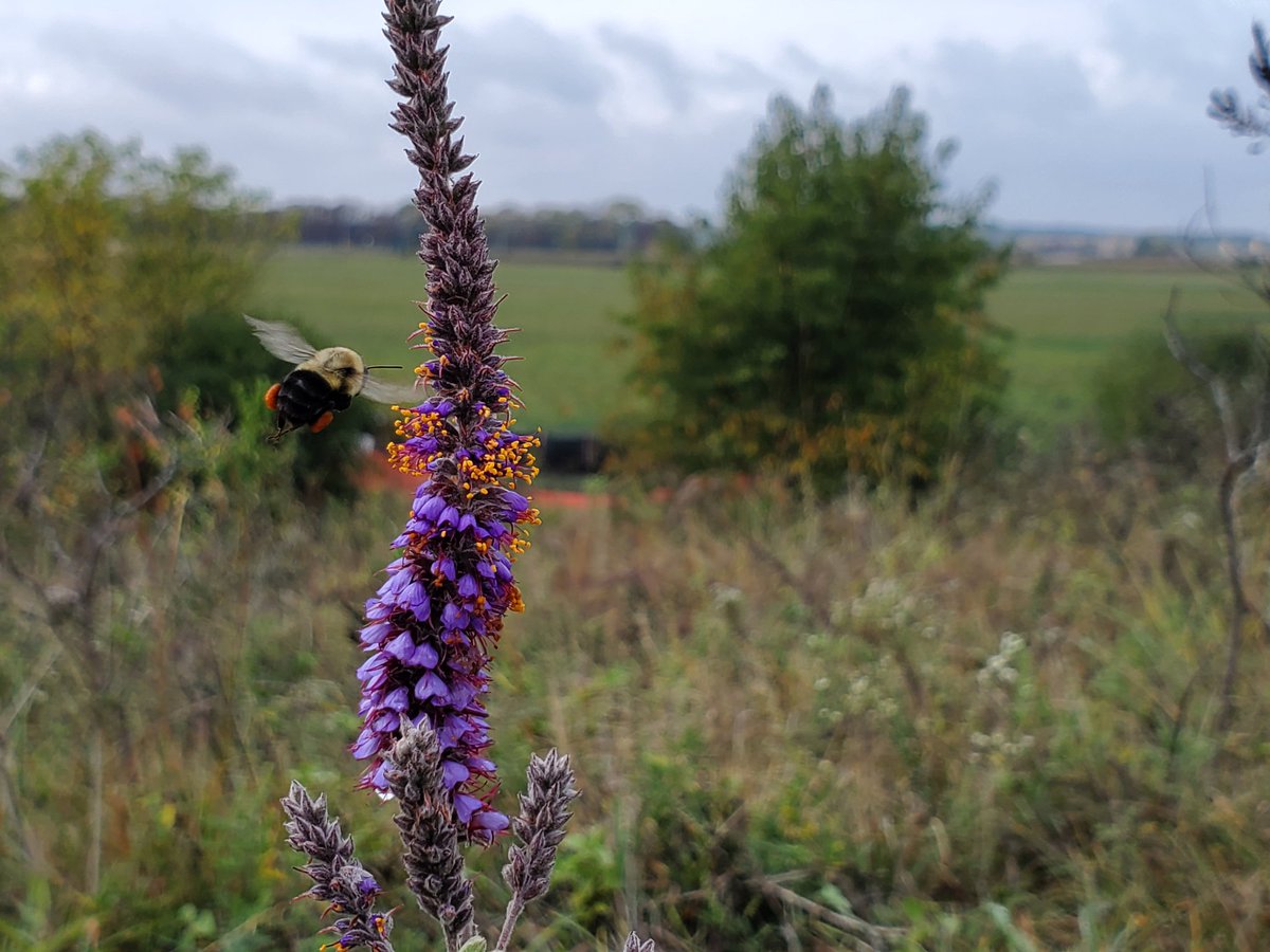 When you talk to legislators, they sometimes say they just don't get a lot of calls about the environment. Let's prove them wrong and step up to #SaveBellBowlPrairie

Easy background, talking points, and phone numbers at savebellbowlprairie.org. A short comment is fine!