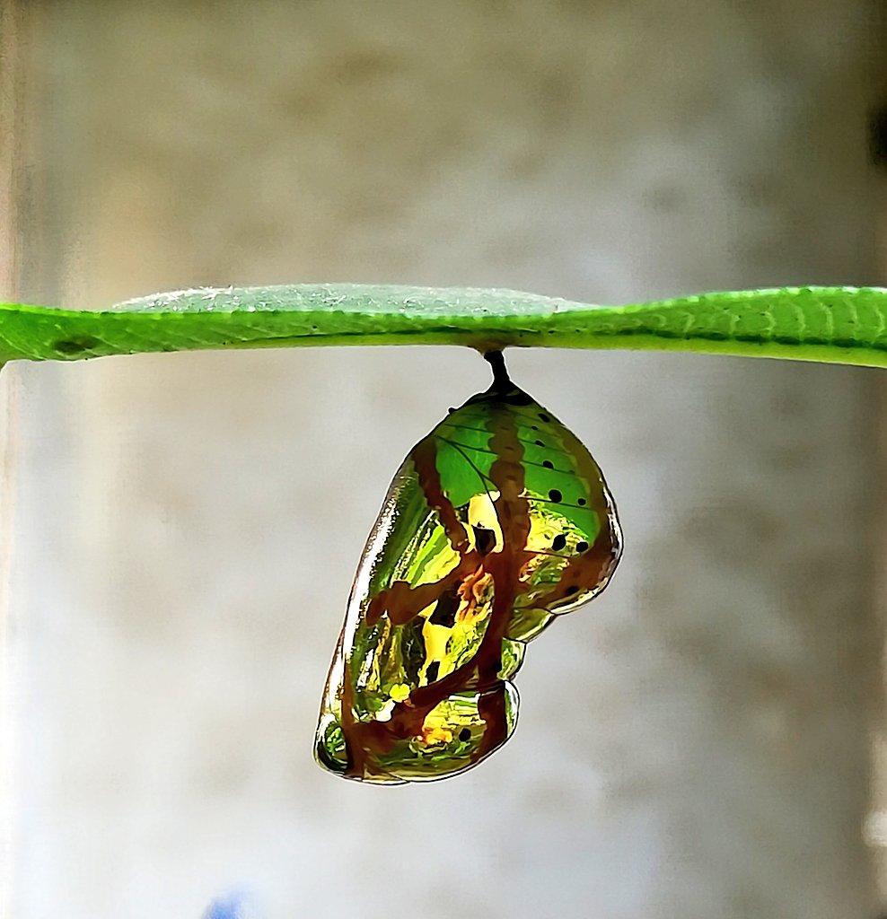aviarchan's tweet photo. What a beauty! Wish we all be as transparent and as colorful like this wonder! Found this in home garden at Aurangabad, Maharashtra. Just waiting to see the butterfly! 😊
#Pupa #commoncrow #Nature #butterflies #NaturePhotography #IndiAves #Aurangabad #aviclicks #avigraphy https://t.co/SrHHLJrXuT