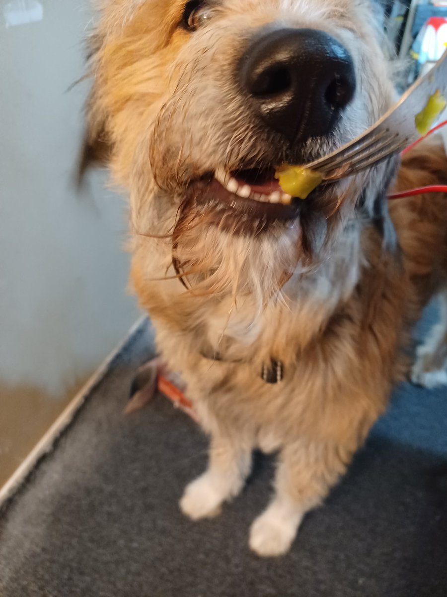 MistrssMamaShay's tweet photo. This pup is the daintiest eater I have ever seen!
#puppy #DogLife #Sheppardmix #poodlemix https://t.co/rNodylSE4y