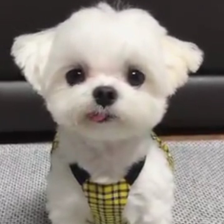beomlilac's tweet photo. beomgyu puppy im so sad https://t.co/NKFkvDEygt
