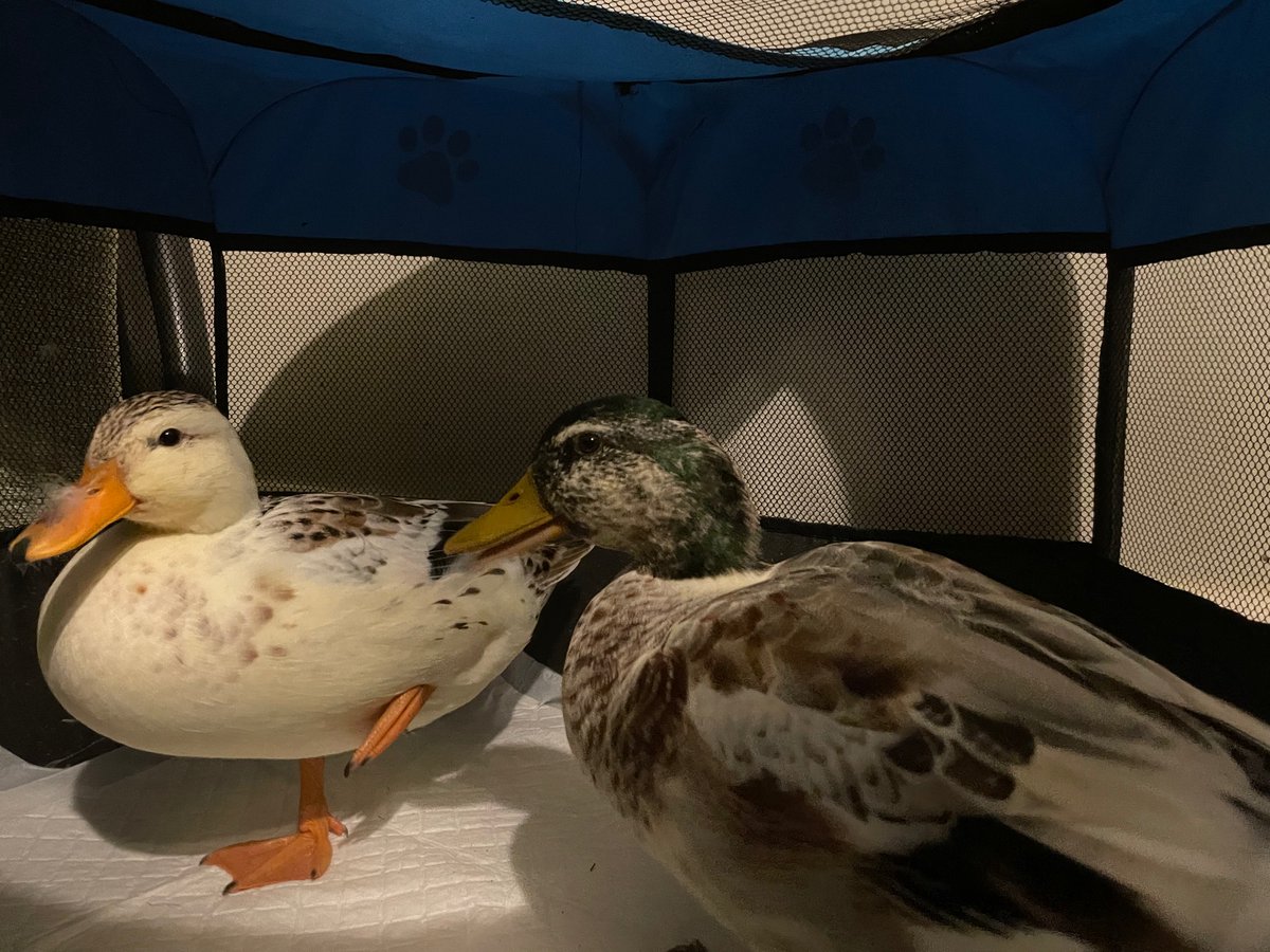 IsabellaPitman's tweet photo. @magicfm 
Here are Trixie, Dixie and Pixie! They sleep in our living room each night and sometimes go into school! https://t.co/GwnwTf83Eg