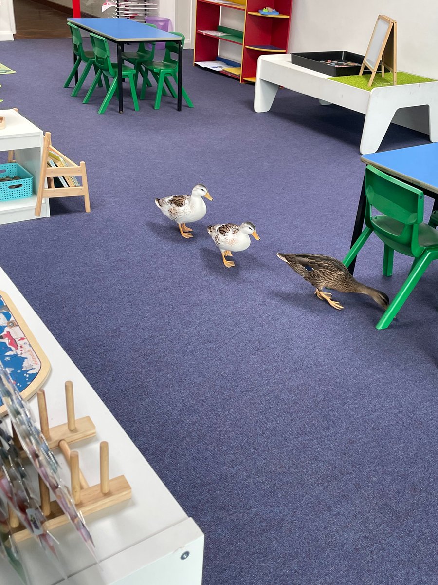 IsabellaPitman's tweet photo. @magicfm 
Here are Trixie, Dixie and Pixie! They sleep in our living room each night and sometimes go into school! https://t.co/GwnwTf83Eg