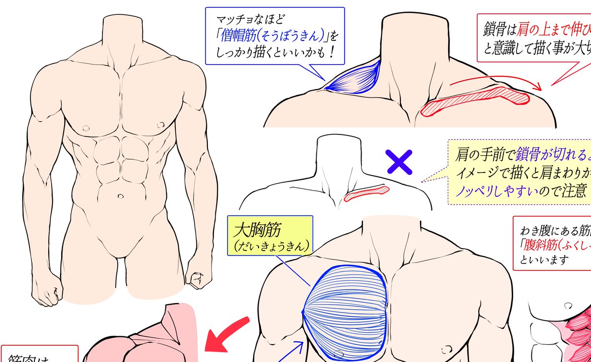 筋肉が描けなすぎる…💦

というときは単純な練習方法として
「筋肉の形を覚えてしまう」

人体には「形の法則」があるので
腕でも肩でもシルエットを覚えると自然なデッサンになりやすいです✨

1番ダメかも❌なのは「想像だけで描くこと」

それを解説している内容がつまったイラスト講座です📖✨✨ 