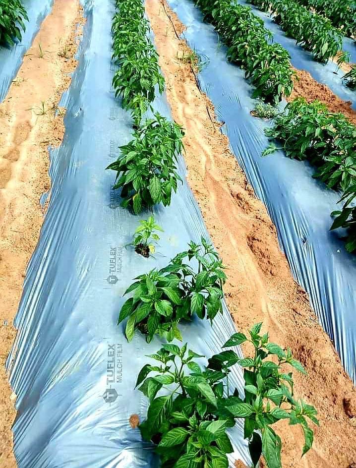 SadcoOrg's tweet photo. ✍The benefits of plastic mulching practices:
▪️Soil Temperature regulation.
▪️Soil moisture retention.
▪️Weed management.
▪️Reduction in the leaching of fertilizer.
▪️Reduction in soil compaction.
▪️Reduction in root damage by nematodes.
#SADCO https://t.co/8GTo0qyipl
