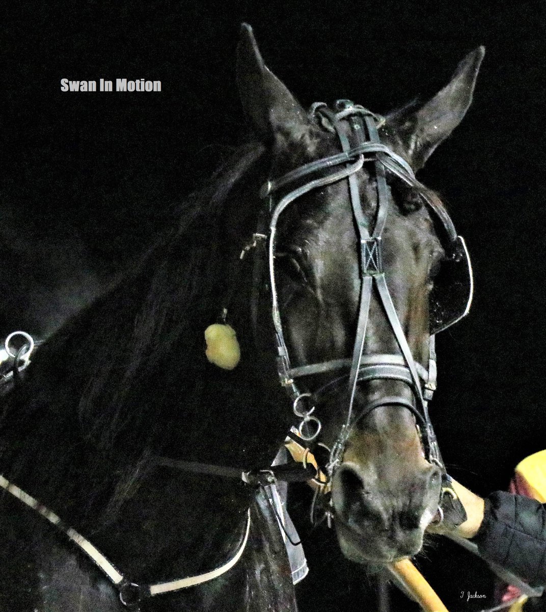hoosiernations's tweet photo. ISS Finals 10/15
#MayBaby moves into the open mares trot against Compelling & Grand Swan
#SwanInMotion moves into the open trot against Whata Swan & 4x champ Bridge To Jesse's
🍀GoodLuck🍀
@yoder_james @Ray_Cheyenne https://t.co/L9EanFZlq1