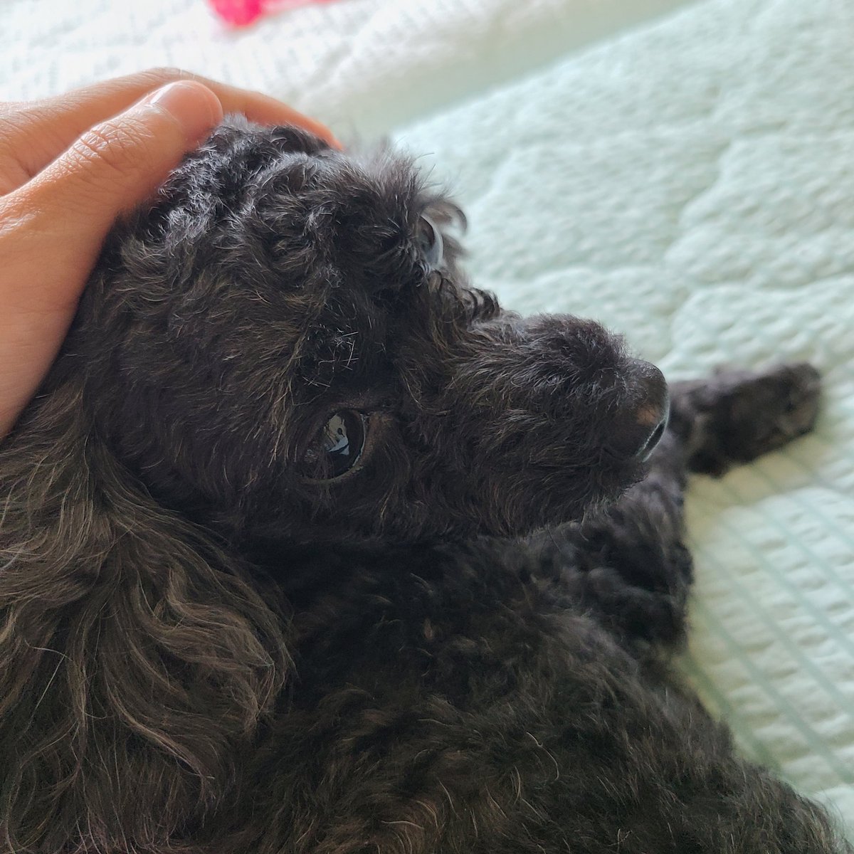 ehmyuydys's tweet photo. rt부탁합니다

강아지를 찾습니다
검정색 토이푸들이고 이름은 두부, 8살입니다.
아버지가 저 모르게 보호소에 맡겨 버렸다는데 어느 보호소인지 명칭도 지역조차도 알려주지 않습니다.
(제가 사는 곳은 안산 입니다)
꼭 찾고 싶어요. 제발 부탁드립니다. https://t.co/RCCxpUKWjH