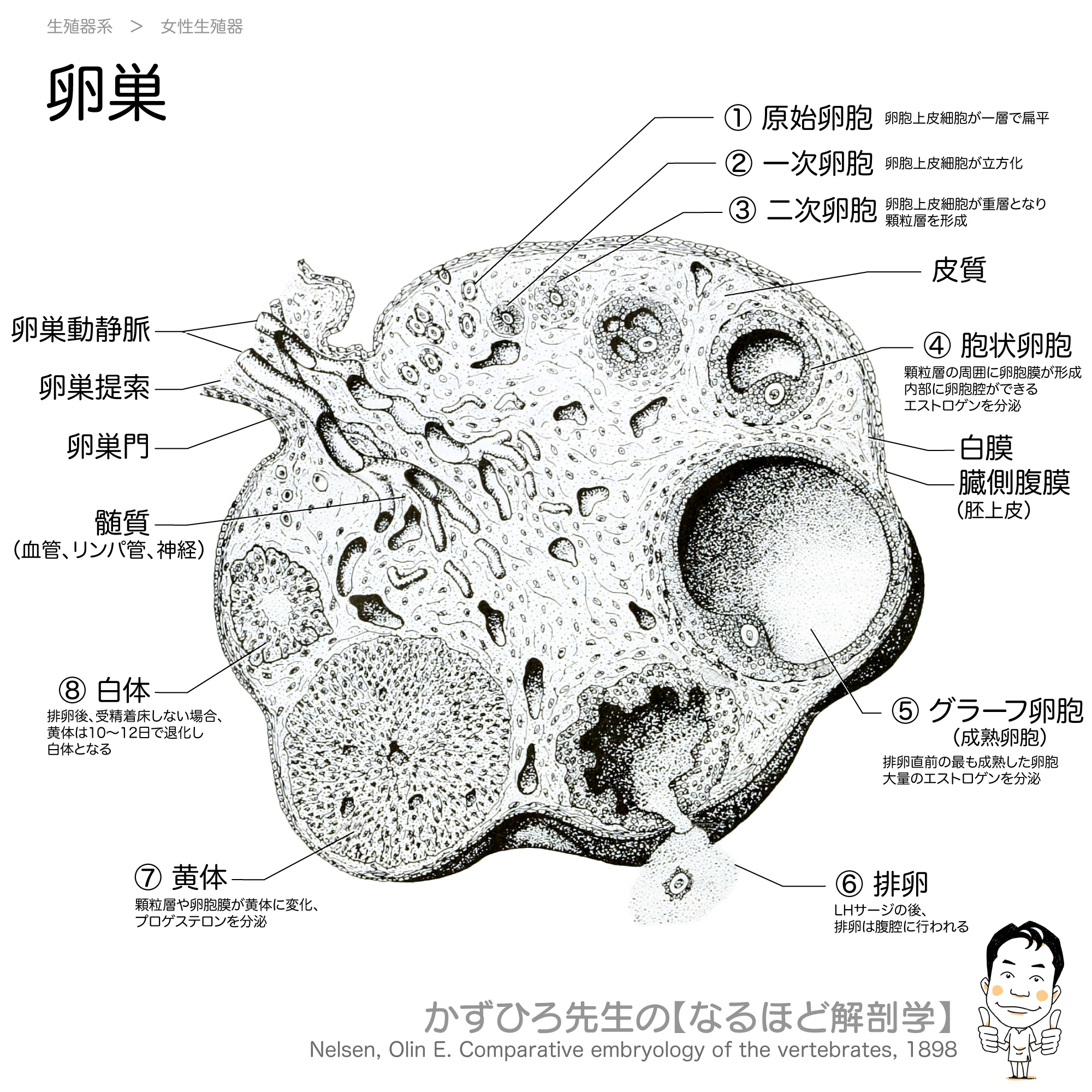 かずひろ先生 なるほど解剖学 Twitterren 卵巣 卵巣 の資料は以前つくったのですが こちらのほうが図が良いので再作成しました 精巣だけでなく卵巣も白膜 Tunica Albuginea に覆われるのですが この図はちゃんと白膜が書かれていました 徹底的国試対策