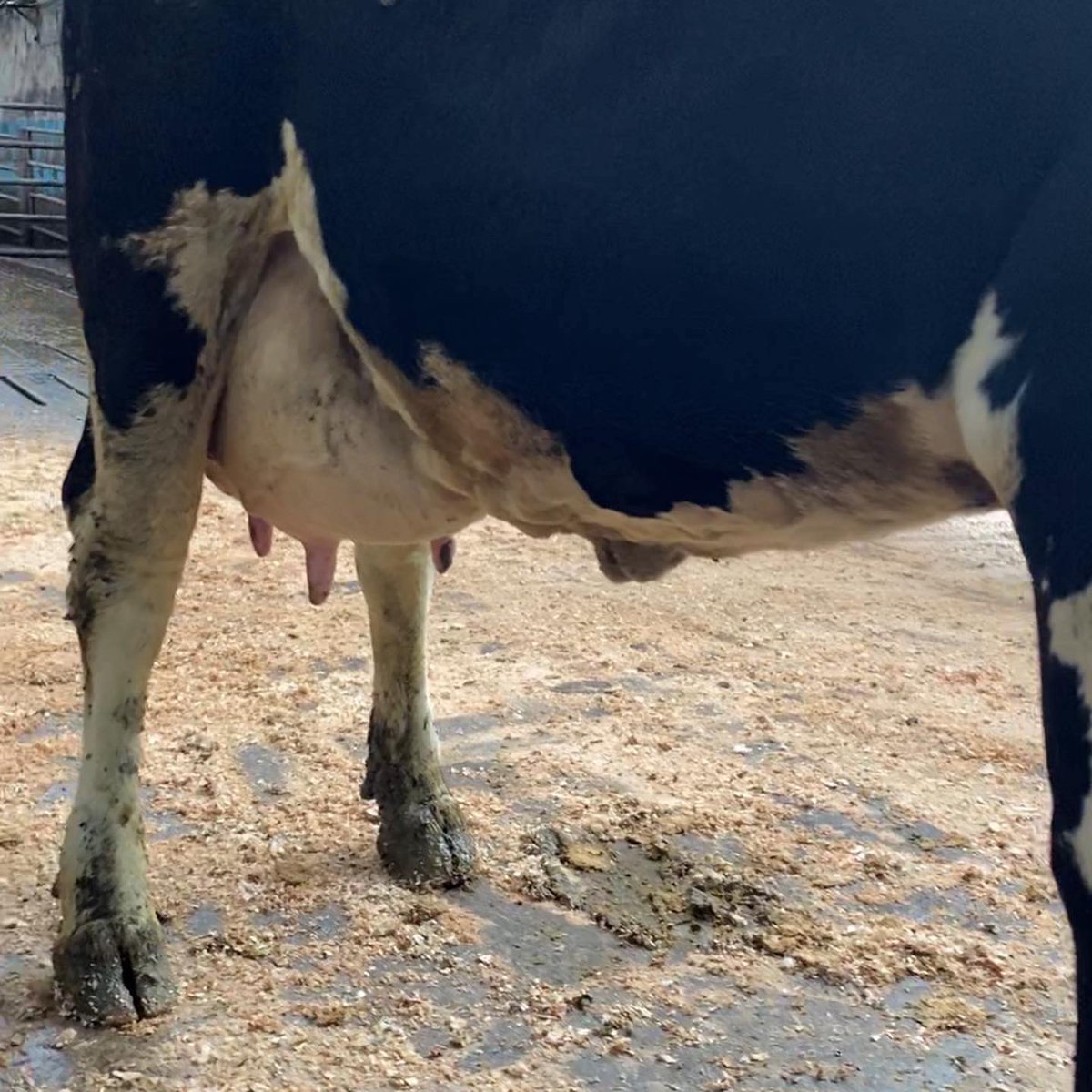 🌟🌟🌟ONLINE DAIRY SALE TODAY @ 12:30 on the MartEye app under the Ballybay Mart icon or click on link ballybay.marteye.ie/auctions/WiaWM…🌟🌟🌟

This sale is a joint online sale with Gortatlea Mart on behalf of the Kerry Holstein Breeders.

Enquiries to 042 9741785 or Adrian 087 3453566☎️☎️