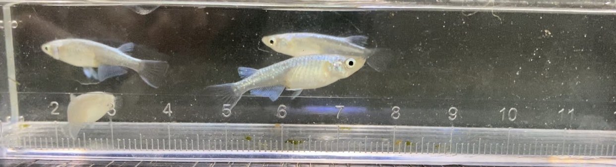 あざめだか 卵を排水溝に流さないように注意しながら水換え まだこんなに落ちてた メダカ 水換え 繁殖は計画的に 増えすぎ注意 自然保護 T Co Uya3n9q1l2 Twitter