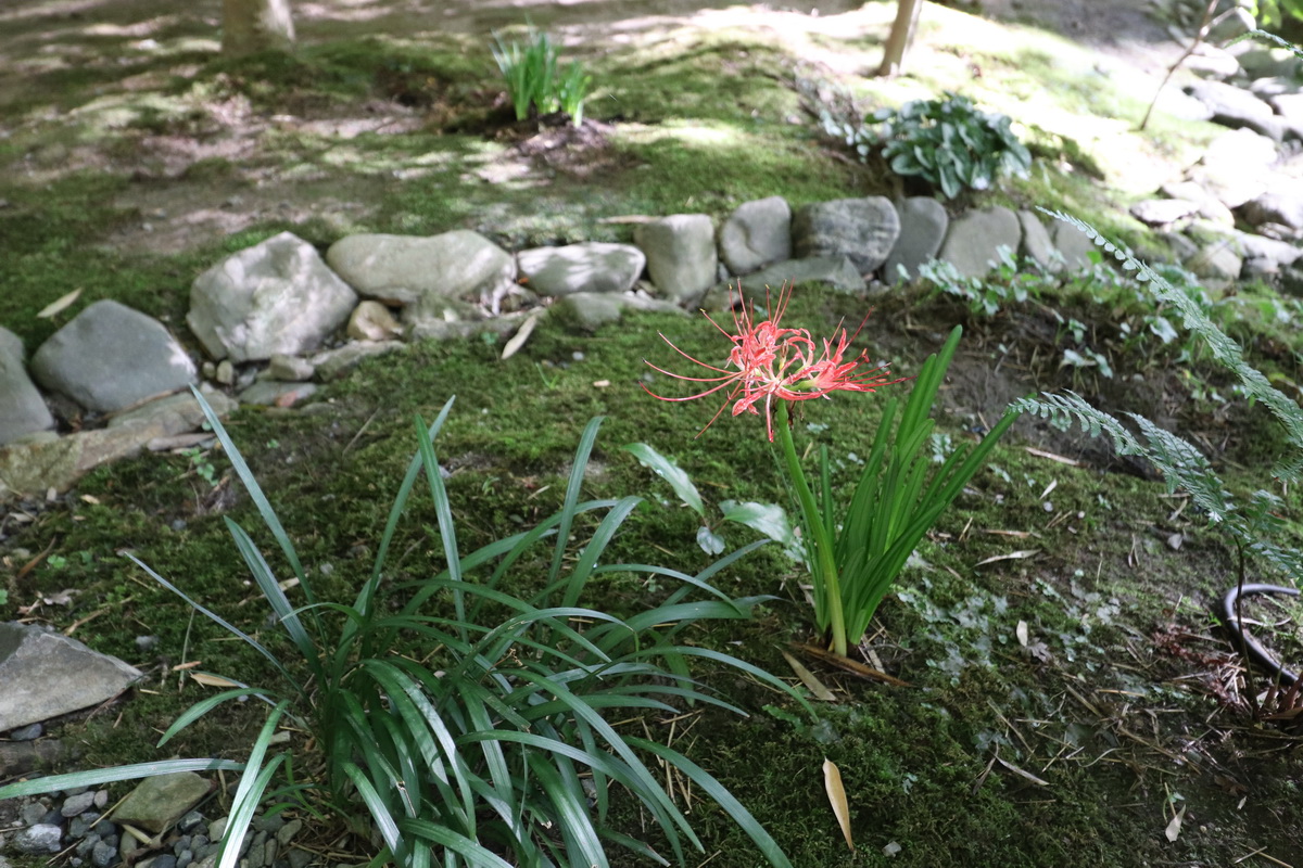 祇王寺 昼間の日差しに照らされた苔庭です 苔庭の隅に 赤い彼岸花が一つ咲いていました T Co Ejxam8usge Twitter